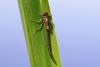 Erythromma lindenii
